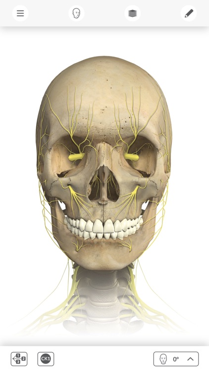 Interactive Anatomy - SG screenshot-4