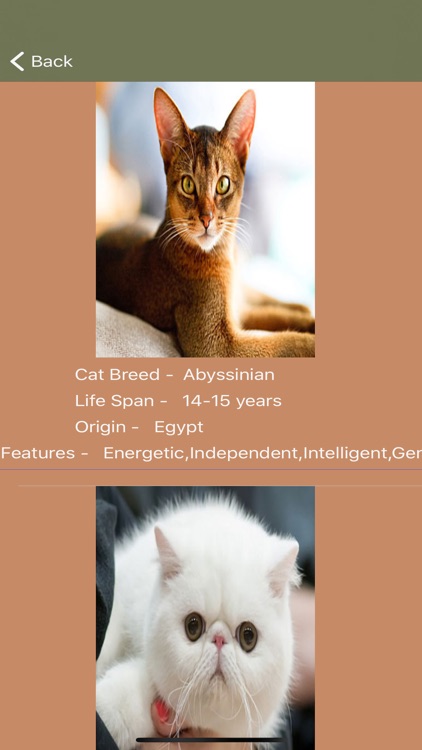 Cat Breeds - Identify your Cat screenshot-4