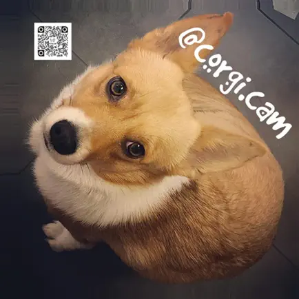 corgi.cam Читы