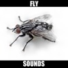 Fly Sounds!