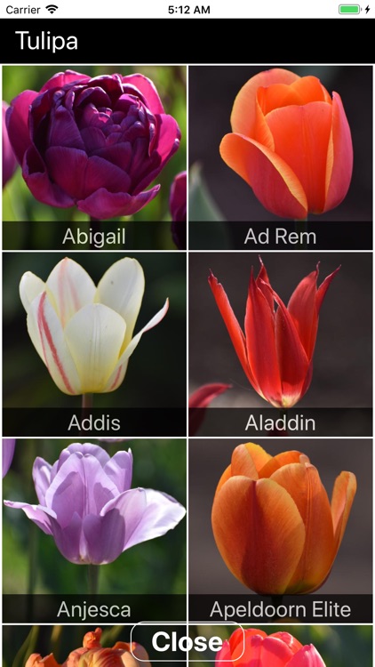 Spring Bulbs screenshot-5