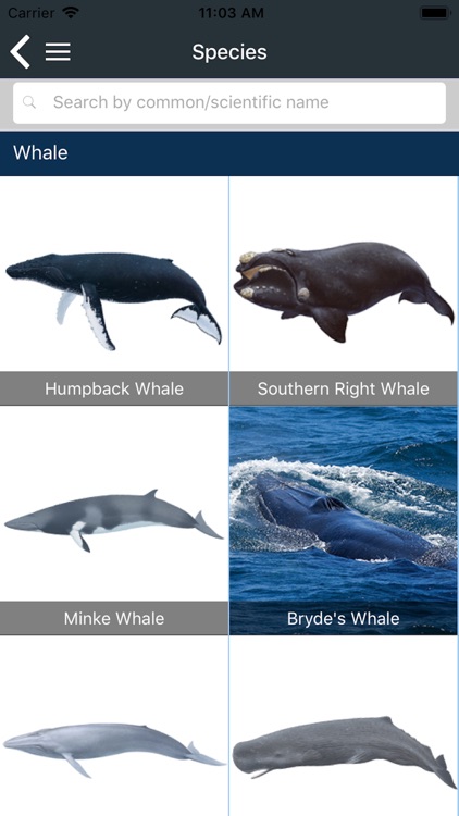 Whale Sightings WA