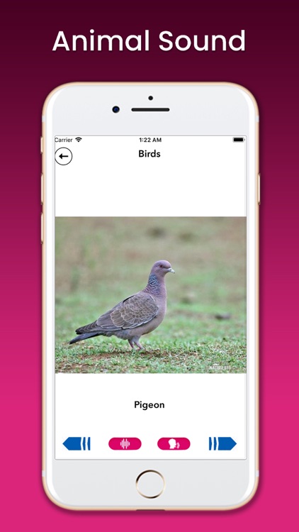 Animal Sound Learner screenshot-3