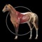 Explore the anatomy of the horse in 3D space