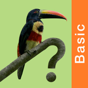 Costa Rica Birds Basic