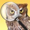 This new update to iBird Photo Sleuth now includes access to our ornithology experts who will help identify your bird if you want more help