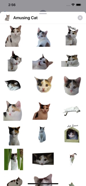 Amusing Cat Sticker Pack