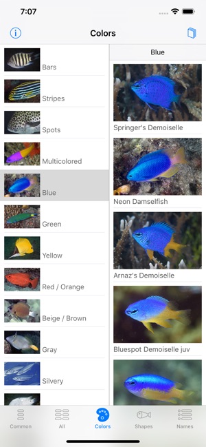 Lembeh Resort House Reef Fish(圖3)-速報App