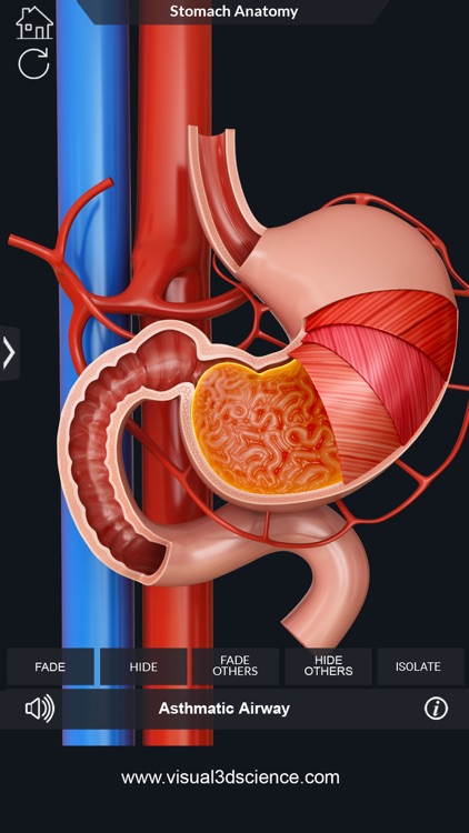 My Stomach Anatomy screenshot-3