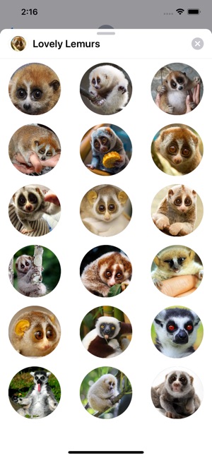 Lovely Lemurs Sticker Pack(圖1)-速報App