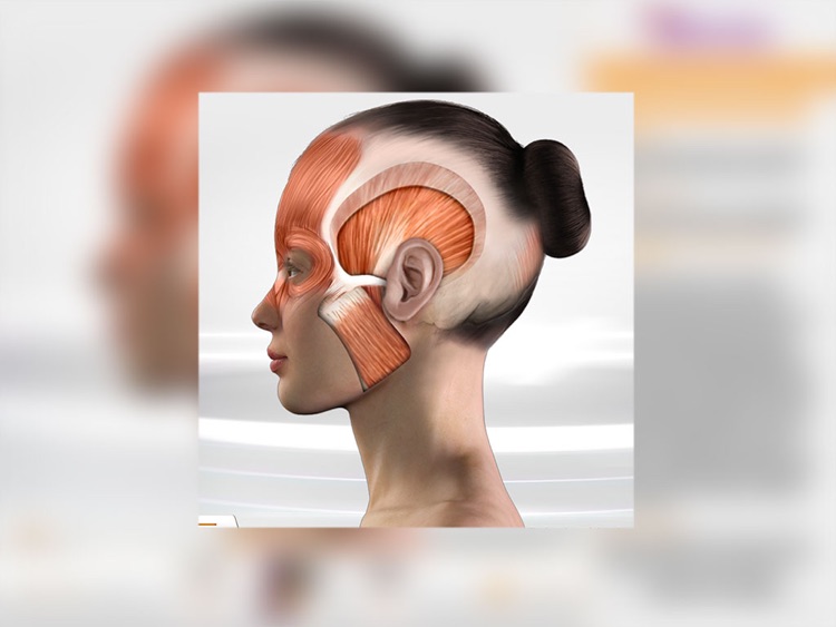Chronic Migraine Anatomy