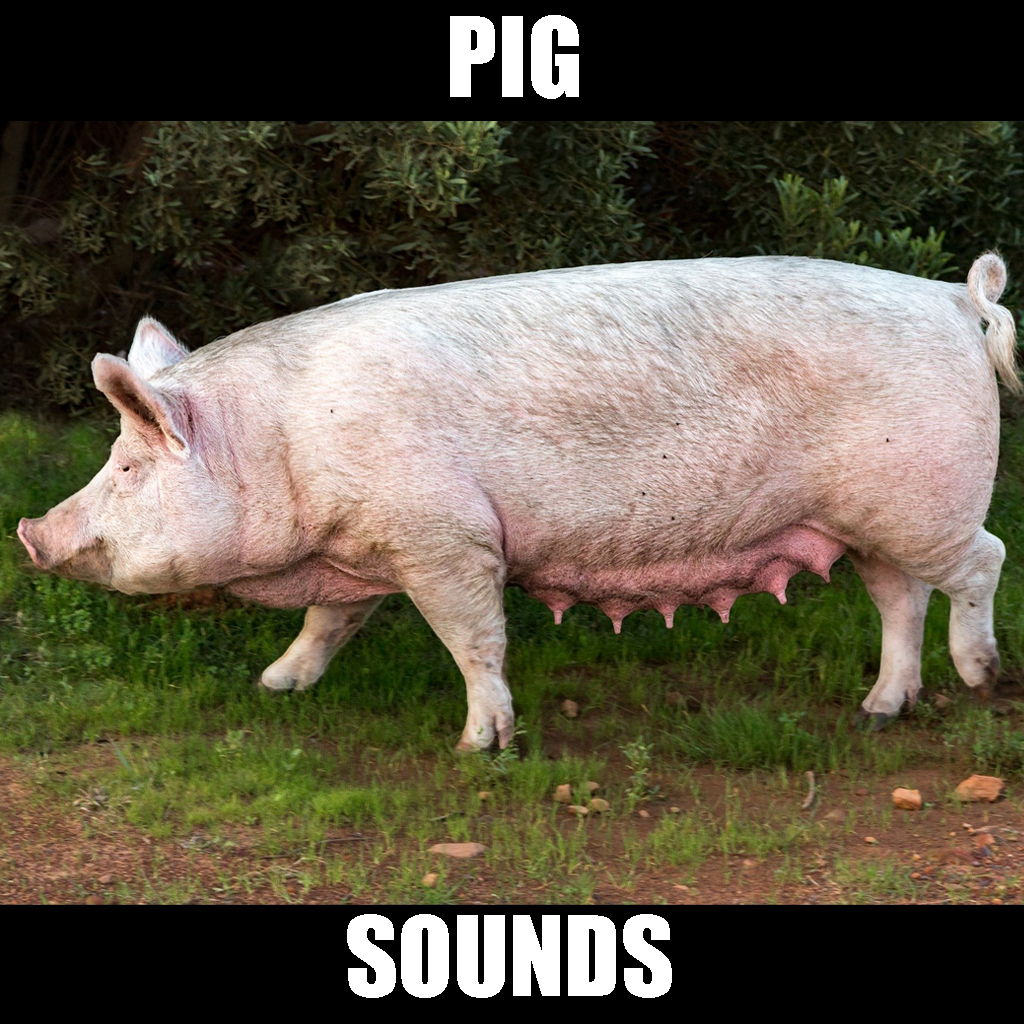 Get Pig Sounds and Effects for iOS, iPhone, iPad Aso Report