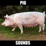 Get Pig Sounds and Effects for iOS, iPhone, iPad Aso Report