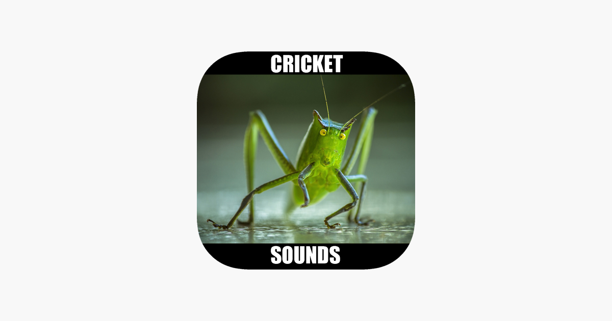 Стекло звук mp3. Cricket Sound. Cricket Sound meme. Cricket Sound look. Crickets Sound name.