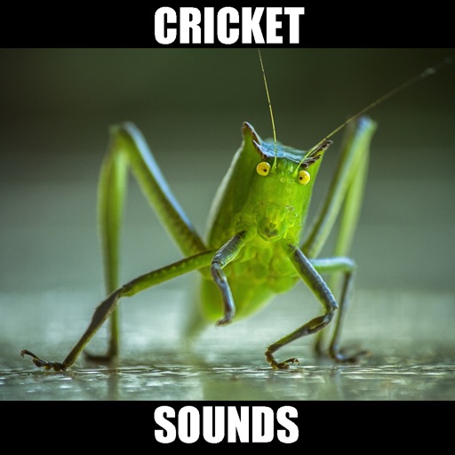 Crickets Sounds! Insect Sounds Icon