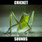 Cricket Sounds and Effects provides you cricket sounds, cricket sounds, cricket, crickets sounds, cricket sound effects at your fingertips