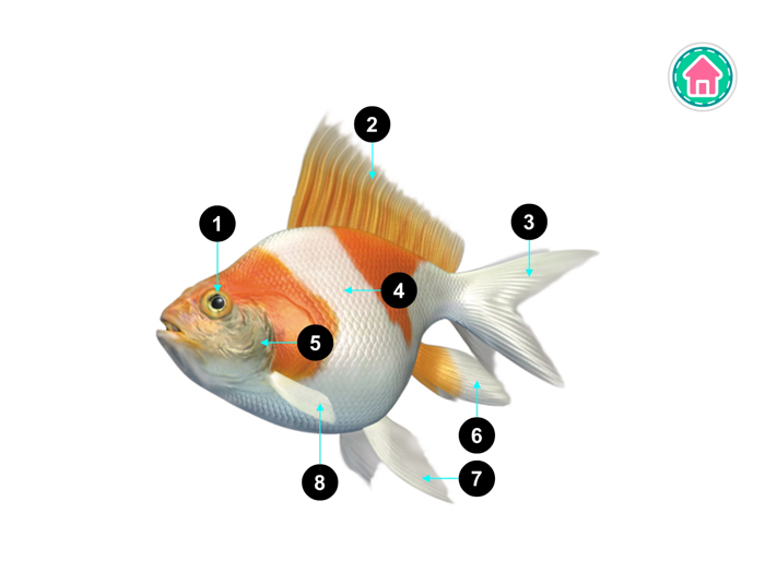 PicDic - Animals Eng-Chinese