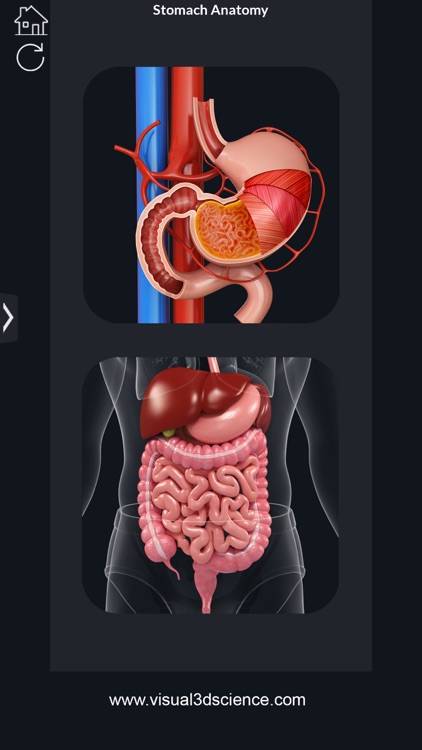 My Stomach Anatomy screenshot-1