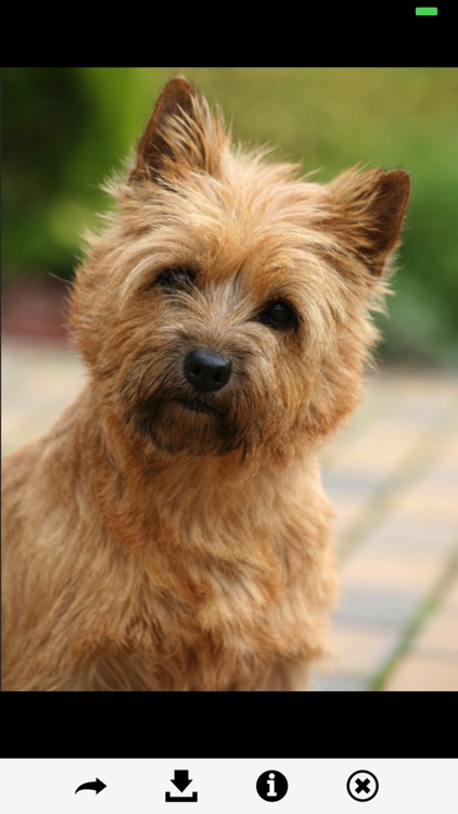 Dog Breeds HD Wallpapers screenshot-4