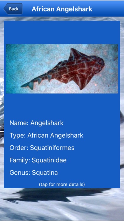 Shark Bytes screenshot-7