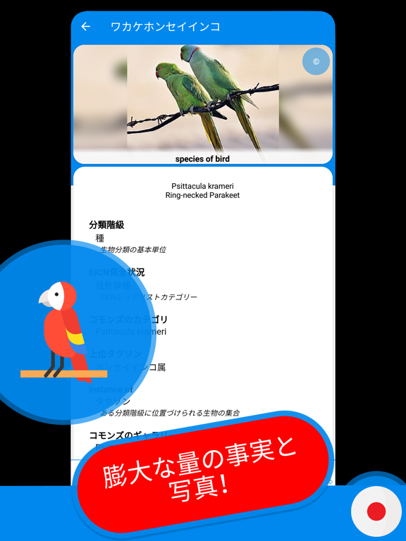 鳥 & 鳥 クイズ 日本ののおすすめ画像4