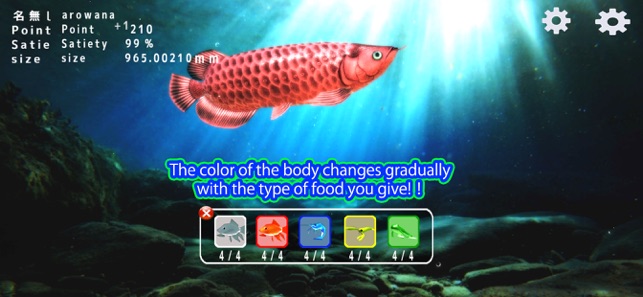 Arowana raising from fry(圖2)-速報App