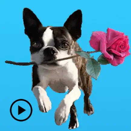 Iggy - Animated Boston Terrier Читы