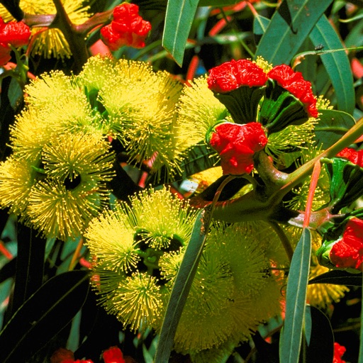 EUCLID Eucalypts of Australia Download