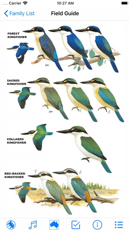 Pizzey&Knight Birds Australia