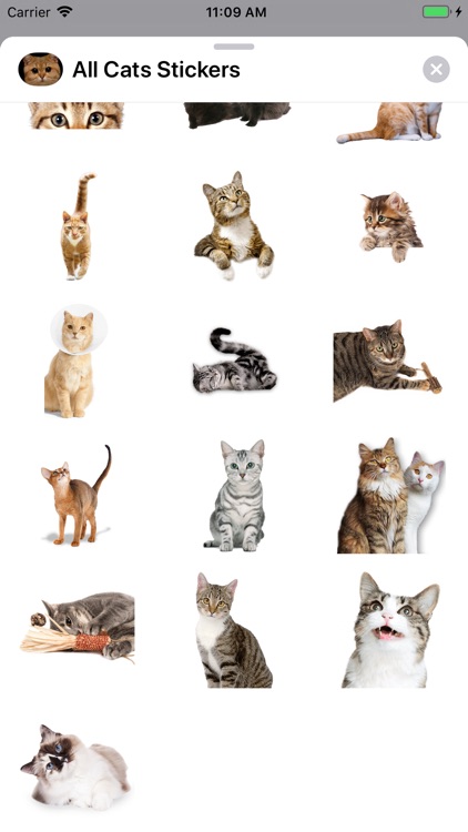 All Cats Stickers screenshot-3