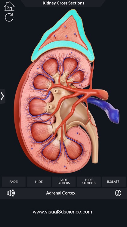 Urinary System screenshot-3