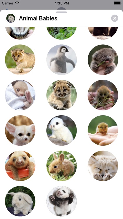 Animal Babies Sticker Pack