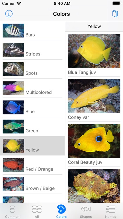 Easy Fish ID Caribbean screenshot-3