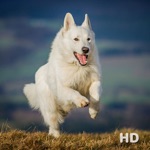 White German Shepherd