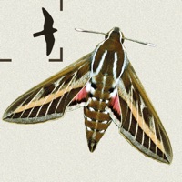 Moths of Britain & Ireland apk