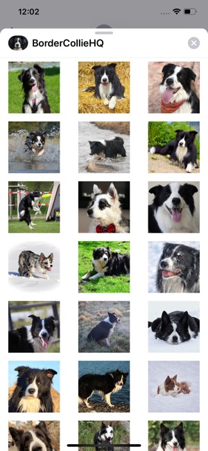 Border Collie HQ High Quality(圖2)-速報App