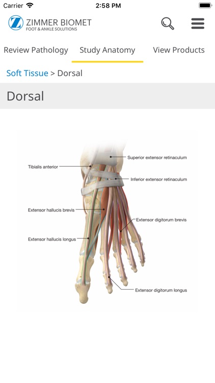 Foot & Ankle - Zimmer Biomet