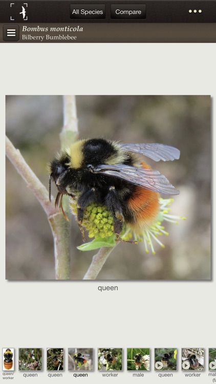 British & Irish Bumblebees