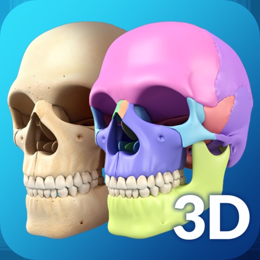 My Skull Anatomy Download