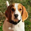 Beagle Sounds & Dog Sounds! App Delete