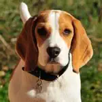 Beagle Sounds & Dog Sounds! App Cancel