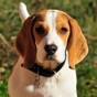 Beagle Sounds & Dog Sounds! app download