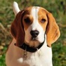 Get Beagle Sounds & Dog Sounds! for iOS, iPhone, iPad Aso Report