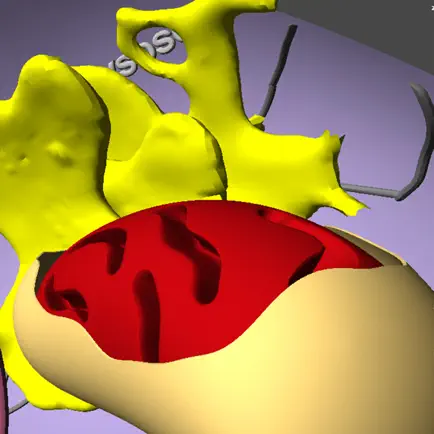 3D生物学 Читы