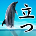 Can Dolphin Stand?