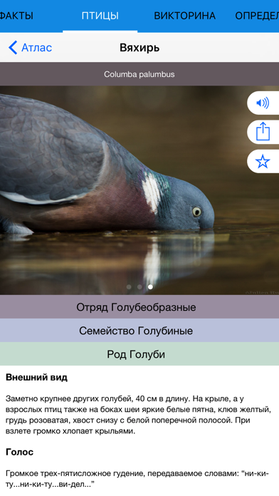 Экогид - Птицы screenshot 4