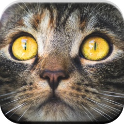 Kitty Cat: Meow Games for Kids