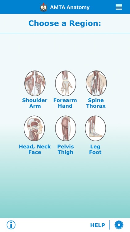 AMTA Massage Anatomy Guide