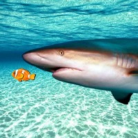 Real Shark Simulator pour PC