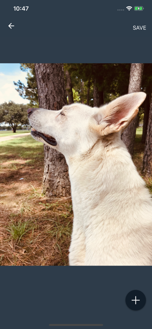 White German Shepherd(圖3)-速報App